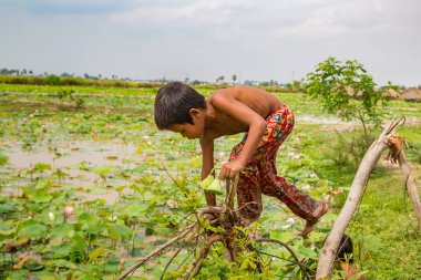 Siem Reap, Kamboçya - 11 Haziran 2018: Lotus Lotus çiftliğinin yakınlarında Siem Reap, Kamboçya'da bir yaz günü sahasının çocuk