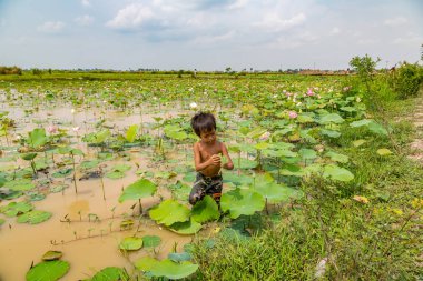 Siem Reap, Kamboçya - 11 Haziran 2018: Lotus Lotus çiftliğinin yakınlarında Siem Reap, Kamboçya'da bir yaz günü sahasının çocuk