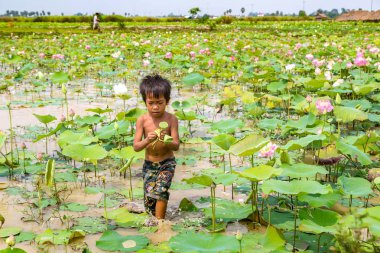 Siem Reap, Kamboçya - 11 Haziran 2018: Lotus Lotus çiftliğinin yakınlarında Siem Reap, Kamboçya'da bir yaz günü sahasının çocuk