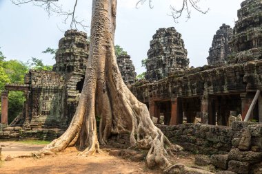 Banyan ağaç kökleri Banteay Kdei tapınak olduğunu Khmer antik tapınak karmaşık Angkor Wat içinde Siem Reap, Kamboçya