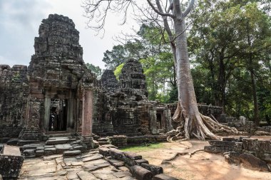Banyan ağaç kökleri Banteay Kdei tapınak olduğunu Khmer antik tapınak karmaşık Angkor Wat içinde Siem Reap, Kamboçya