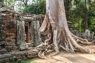 Banyan ağaç kökleri Banteay Kdei tapınak olduğunu Khmer antik tapınak karmaşık Angkor Wat içinde Siem Reap, Kamboçya