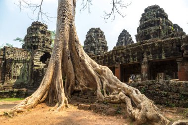 Banyan ağaç kökleri Banteay Kdei tapınak olduğunu Khmer antik tapınak karmaşık Angkor Wat içinde Siem Reap, Kamboçya