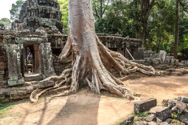 Banyan ağaç kökleri Banteay Kdei tapınak olduğunu Khmer antik tapınak karmaşık Angkor Wat içinde Siem Reap, Kamboçya