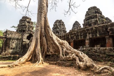 Banyan ağaç kökleri Banteay Kdei tapınak olduğunu Khmer antik tapınak karmaşık Angkor Wat içinde Siem Reap, Kamboçya