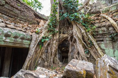 Ta Prohm tapınak kalıntıları olduğunu Khmer antik tapınak Siem Reap içinde karmaşık Angkor Wat, Kamboçya'da bir yaz günü