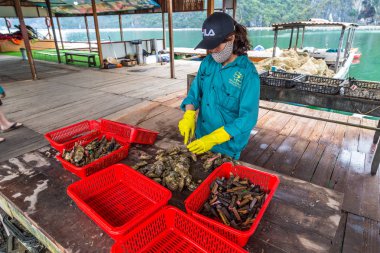Halong, Vietnam - 17 Haziran 2018: Halong Bay, bir yaz günü Vietnam'da inci çiftliğinde inci implantasyon