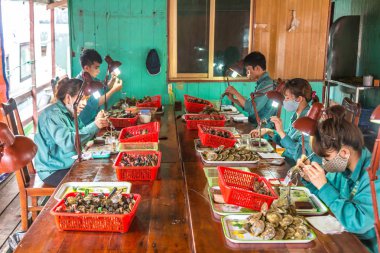 Halong, Vietnam - 17 Haziran 2018: Halong Bay, bir yaz günü Vietnam'da inci çiftliğinde inci implantasyon