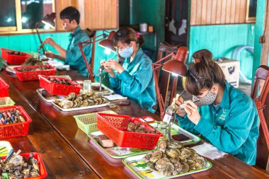 HALONG, VIETNAM - JUNE 17, 2018: Pearl implantation at Pearl farm in Halong bay, Vietnam in a summer day clipart