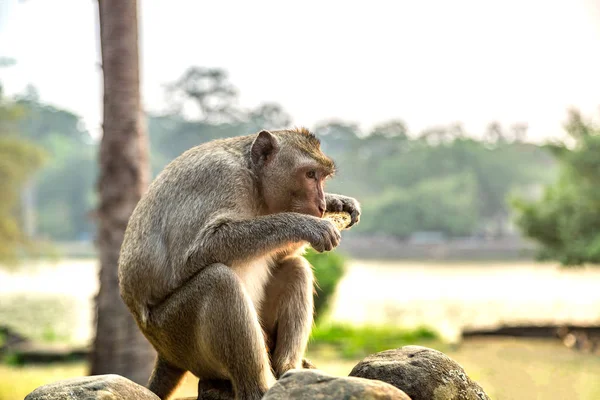 Scimmia Tempio Angkor Wat Siem Reap Cambogia Giorno Estate — Foto Stock