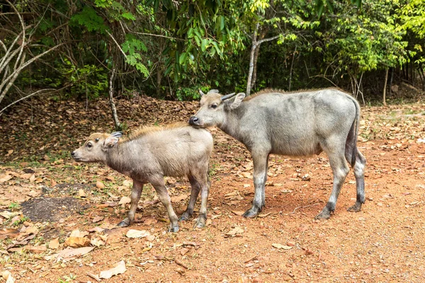 複雑なアンコール ワット シェムリ アップ 夏の日にカンボジアでほこりっぽい道に牛の白 — ストック写真