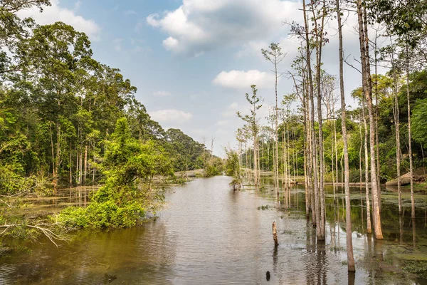 Kompleks Angkor Wat Bataklığı Siem Reap, Kamboçya 'da yaz günü