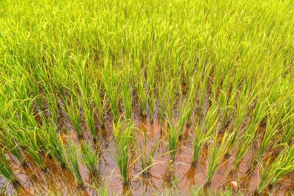 Rice field in Vietnam in a summer day