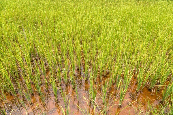 夏季越南稻田 — 图库照片