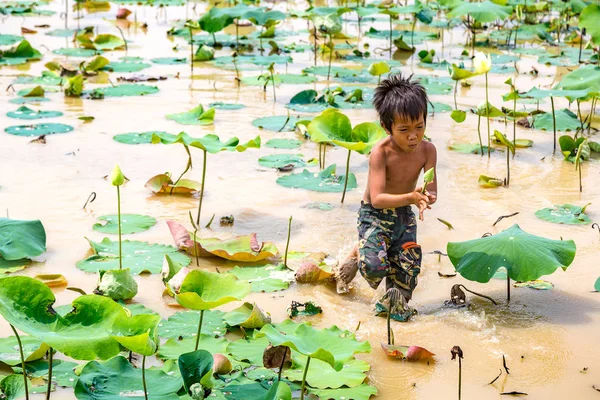Siem Reap, Kamboçya - 11 Haziran 2018: Lotus Lotus çiftliğinin yakınlarında Siem Reap, Kamboçya'da bir yaz günü sahasının çocuk
