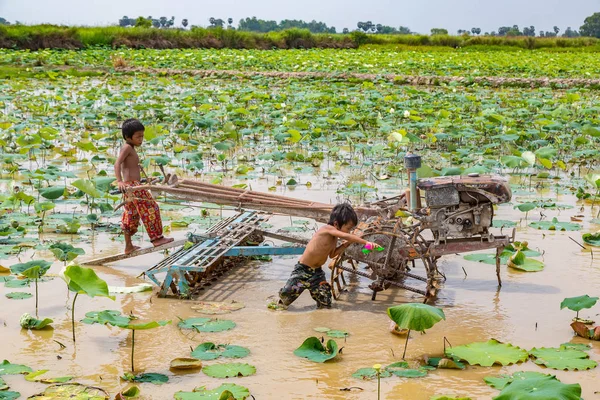 Siem Reap, Kamboçya - 11 Haziran 2018: Lotus Lotus çiftlik sahasının iki erkek Siem Reap, Kamboçya'da bir yaz günü yakın: