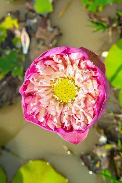 Bir Yaz Günü Güzel Lotus Alanı — Stok fotoğraf