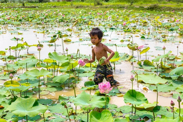Siem Reap, Kamboçya - 11 Haziran 2018: Lotus Lotus çiftliğinin yakınlarında Siem Reap, Kamboçya'da bir yaz günü sahasının çocuk