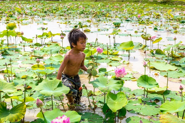 Siem Reap, Kamboçya - 11 Haziran 2018: Lotus Lotus çiftliğinin yakınlarında Siem Reap, Kamboçya'da bir yaz günü sahasının çocuk