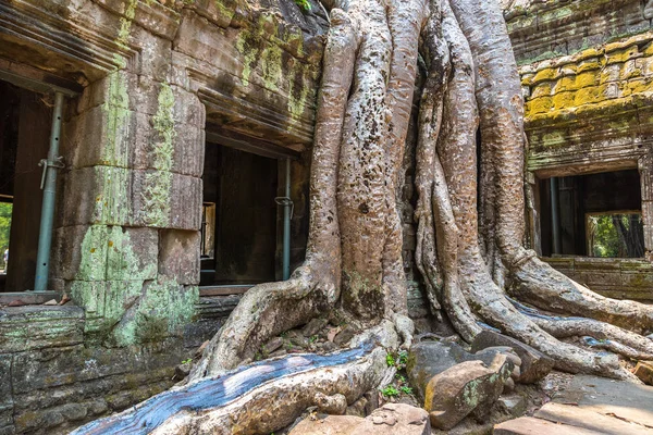 Ta Prohm tapınak kalıntıları olduğunu Khmer antik tapınak Siem Reap içinde karmaşık Angkor Wat, Kamboçya'da bir yaz günü