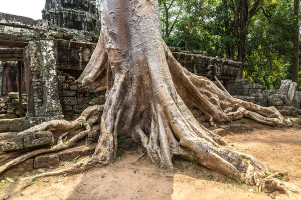 Banyan ağaç kökleri Banteay Kdei tapınak olduğunu Khmer antik tapınak karmaşık Angkor Wat içinde Siem Reap, Kamboçya