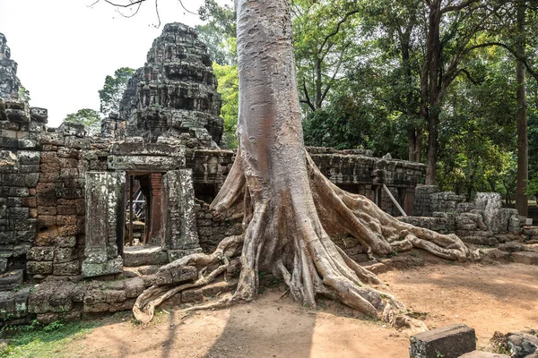 Banyan ağaç kökleri Banteay Kdei tapınak olduğunu Khmer antik tapınak karmaşık Angkor Wat içinde Siem Reap, Kamboçya