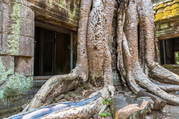Prohm Tempelruinen Ist Khmer Alten Tempel Komplexen Angkor Wat Siem — Stockfoto