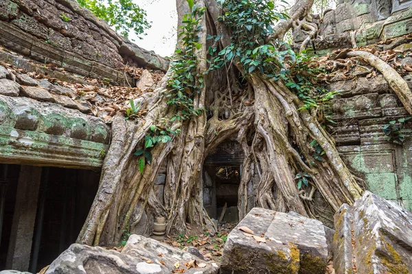 Prohm Tempelruinen Ist Khmer Alten Tempel Komplexen Angkor Wat Siem — Stockfoto