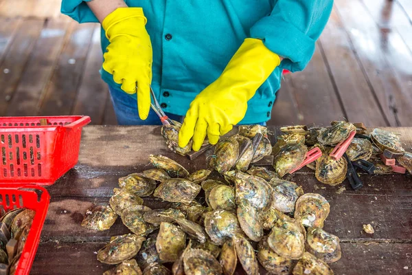 Halong Bay, bir yaz günü Vietnam'da inci çiftliğinde inci implantasyon