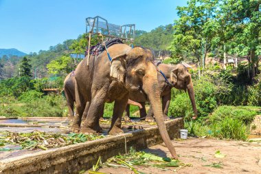 Fil Dalat city, bir yaz günü Vietnam'da yakınındaki çiftlik
