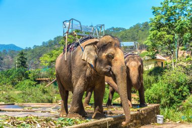 Fil Dalat city, bir yaz günü Vietnam'da yakınındaki çiftlik