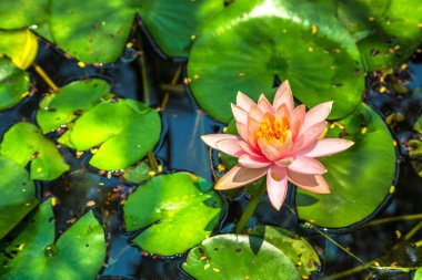 Su birikintisi içinde yeşil yapraklarla güzel tek pembe lotus çiçeği