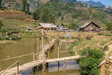 Bir yaz günü kedi köyü yakınlarında Sapa, Lao Cai, Vietnam kedi