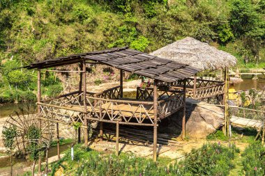 Bir yaz günü kedi köyü yakınlarında Sapa, Lao Cai, Vietnam kedi