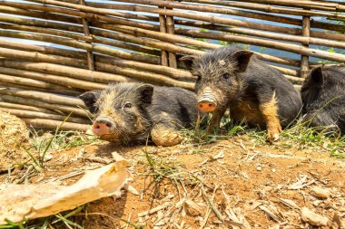 Sapa 'da kara domuz, Lao Cai, Vietnam' da yaz günü