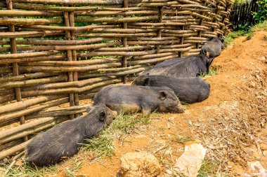 Sapa 'da kara domuz, Lao Cai, Vietnam' da yaz günü