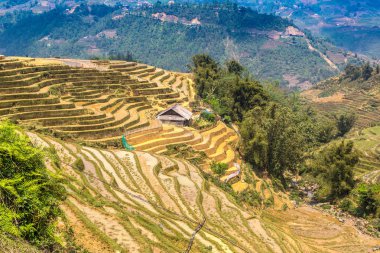 Panoramik Terraced pirinç alan bir yaz günü Sapa, Lao Cai, Vietnam