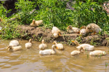 Bir yaz günü gölde bir sevimli ördek yavrusu