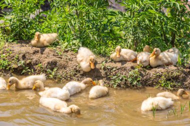Bir yaz günü gölde bir sevimli ördek yavrusu