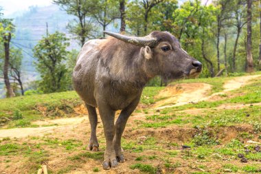 Manda bir yaz günü Sapa, Lao Cai, Vietnam
