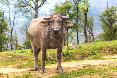 Manda bir yaz günü Sapa, Lao Cai, Vietnam