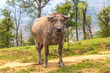 Manda bir yaz günü Sapa, Lao Cai, Vietnam