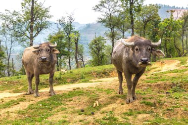 Manda bir yaz günü Sapa, Lao Cai, Vietnam