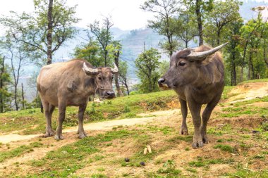 Manda bir yaz günü Sapa, Lao Cai, Vietnam