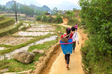 Bir yaz günü pirinç alan Sapa, Lao Cai, Vietnam etnik azınlık çocuk çalışma