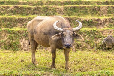 Manda bir yaz günü Sapa, Lao Cai, Vietnam