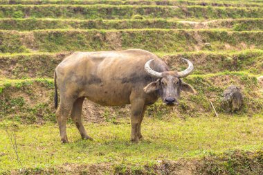 Manda bir yaz günü Sapa, Lao Cai, Vietnam