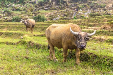 Manda bir yaz günü Sapa, Lao Cai, Vietnam