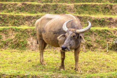 Manda bir yaz günü Sapa, Lao Cai, Vietnam