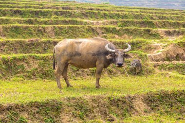 Manda bir yaz günü Sapa, Lao Cai, Vietnam